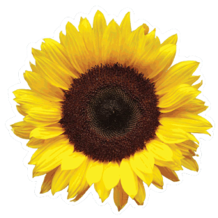 Custom Sticker Maker's sunflower sticker